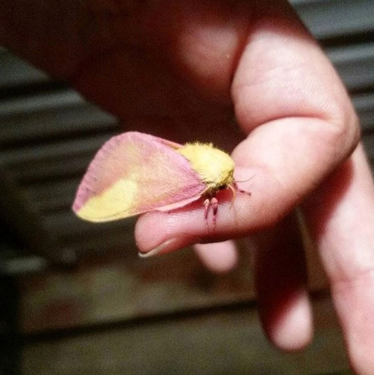 Esta colorida polilla es considerada el insecto más hermoso del mundo. ¡Prepárate para enamorarte!