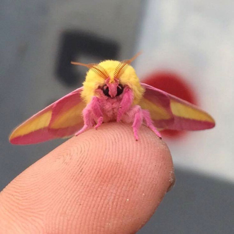 Esta colorida polilla es considerada el insecto más hermoso del mundo. ¡Prepárate para enamorarte!