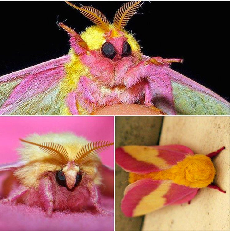 Esta colorida polilla es considerada el insecto más hermoso del mundo. ¡Prepárate para enamorarte!