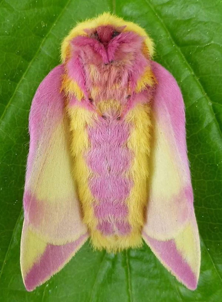 Esta colorida polilla es considerada el insecto más hermoso del mundo. ¡Prepárate para enamorarte!
