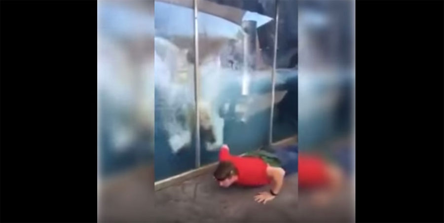Este hombre se pone a hacer flexiones en el zoo... ¡ahora mira la reacción del oso polar!
