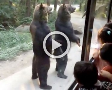 Estos osos sorprenden a los turistas cuando se levantan, pero mira cuando el autobús se aleja...