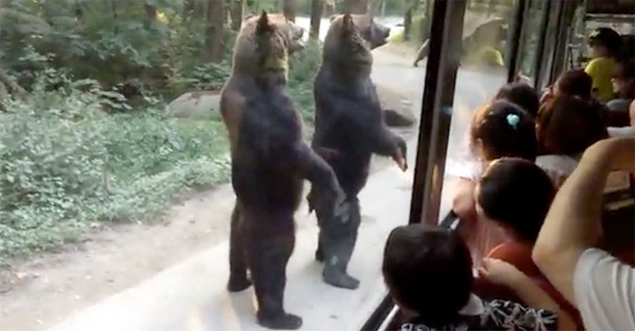 Estos osos sorprenden a los turistas cuando se levantan, pero mira cuando el autobús se aleja...