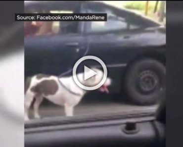Momento impactante en el que una mujer es filmada "paseando" a su perro mientras conduce