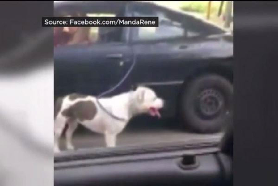 Momento impactante en el que una mujer es filmada "paseando" a su perro mientras conduce 1