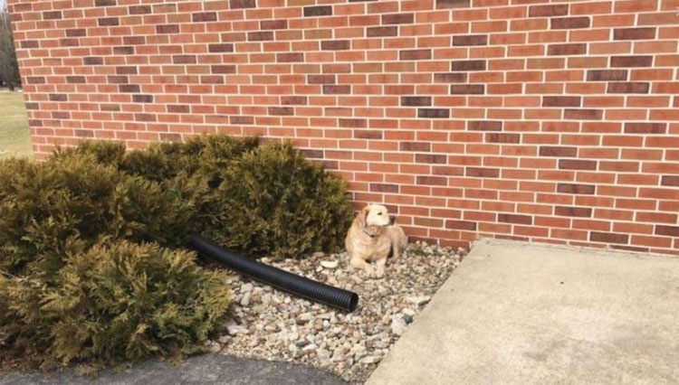 Este perro se niega a moverse de su lugar frente a una iglesia. ¿La razón?