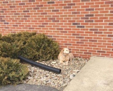 Este perro se niega a moverse de su lugar frente a una iglesia. ¿La razón?