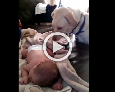 Le presentan a su "hermanito" recién nacido. Ahora mira lo que hace al bebé con su nariz