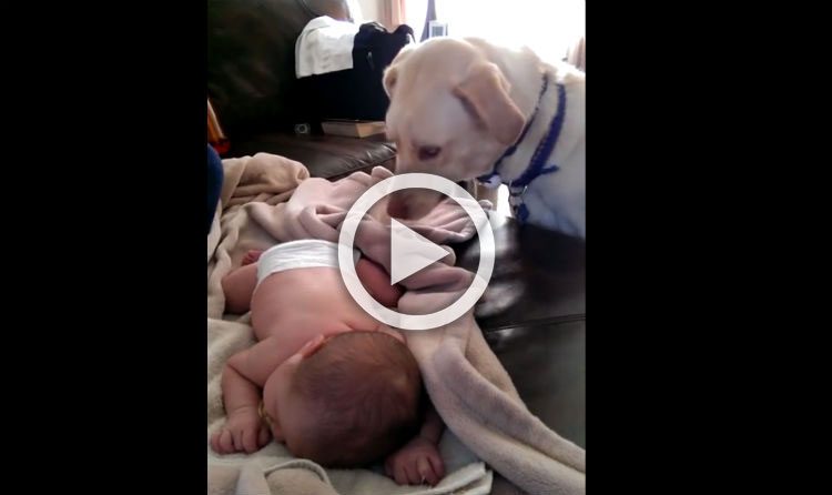 Le presentan a su "hermanito" recién nacido. Ahora mira lo que hace al bebé con su nariz