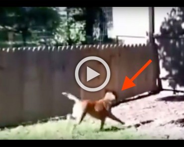 Muestra con orgullo la valla que acaba de construir, ¿y qué hace el perro en el minuto 0:13? ¡Demasiado divertido! 3 Muestra con orgullo la valla que acaba de construir, ¿y qué hace el perro en el minuto 0:13? ¡Demasiado divertido!