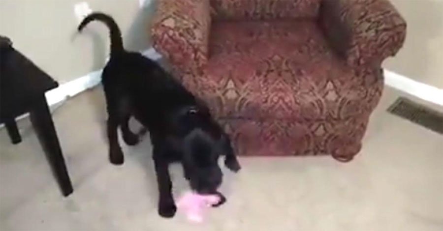 Este perro está jugando con un juguete. Ahora mira lo que aparece debajo del sillón 1