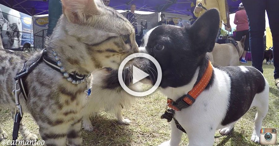 Mira lo que sucede cuando 50 perros diferentes se encuentran cara a cara con un gato
