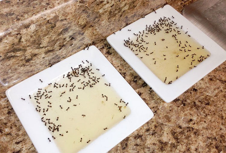 Si tienes un problema de hormigas, estos 4 ingredientes son todo lo necesario para cortarlo de raíz