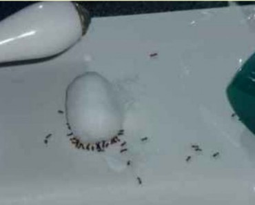 Si tienes un problema de hormigas, estos 4 ingredientes son todo lo necesario para cortarlo de raíz