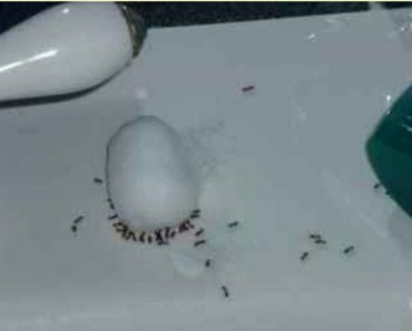 Si tienes un problema de hormigas, estos 4 ingredientes son todo lo necesario para cortarlo de raíz 5 Si tienes un problema de hormigas, estos 4 ingredientes son todo lo necesario para cortarlo de raíz