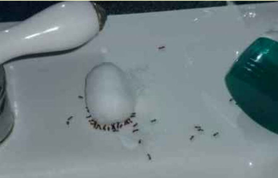 Si tienes un problema de hormigas, estos 4 ingredientes son todo lo necesario para cortarlo de raíz 4 Si tienes un problema de hormigas, estos 4 ingredientes son todo lo necesario para cortarlo de raíz