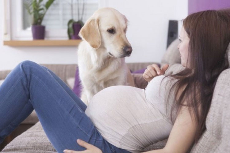 Dicen que los perros olfatean los vientres de las embarazadas por esta razón. Nunca lo hubiese adivinado