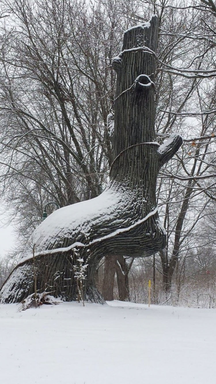 Puede que hayas visto estos árboles en el bosque, pero no creerás quién los puso allí