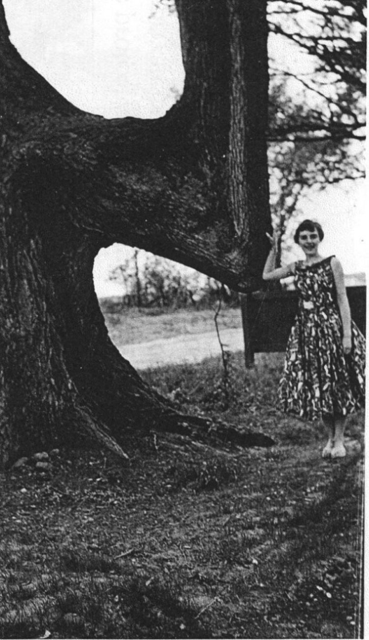 Puede que hayas visto estos árboles en el bosque, pero no creerás quién los puso allí