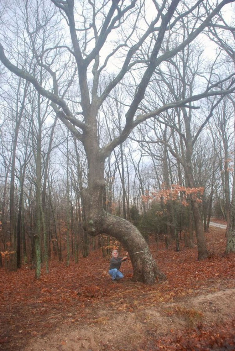 Puede que hayas visto estos árboles en el bosque, pero no creerás quién los puso allí