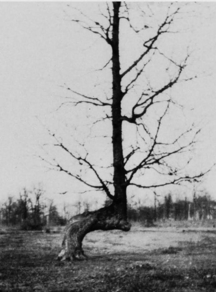 Puede que hayas visto estos árboles en el bosque, pero no creerás quién los puso allí