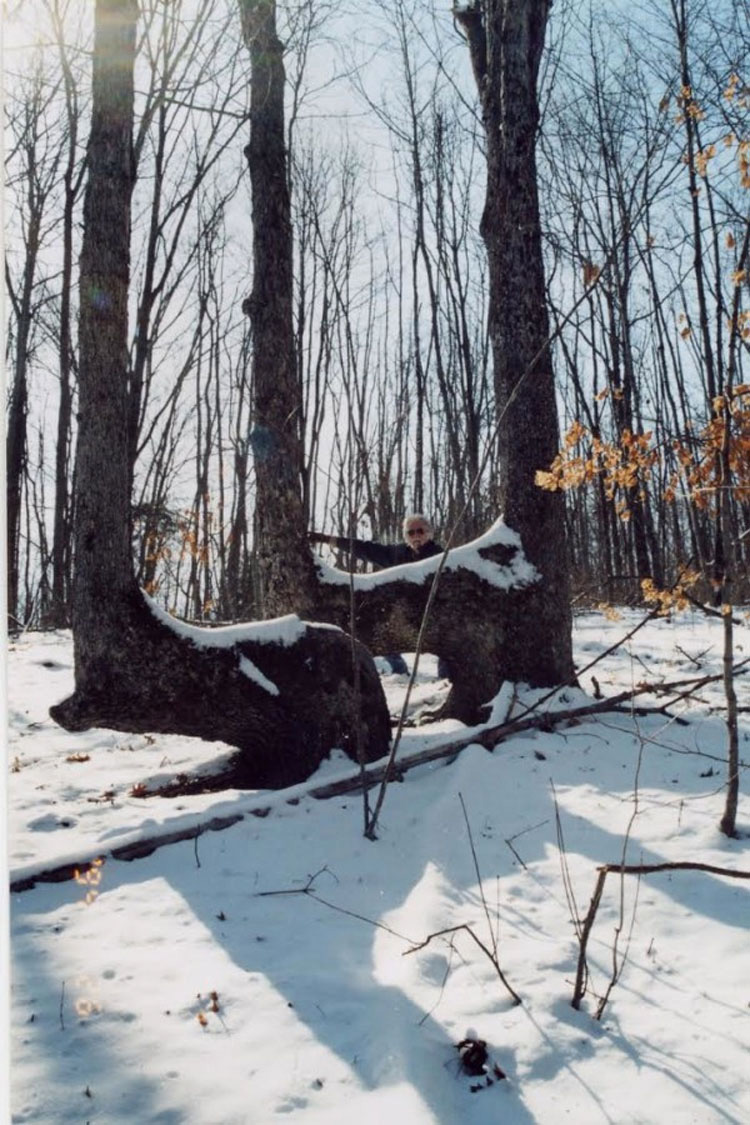 Puede que hayas visto estos árboles en el bosque, pero no creerás quién los puso allí