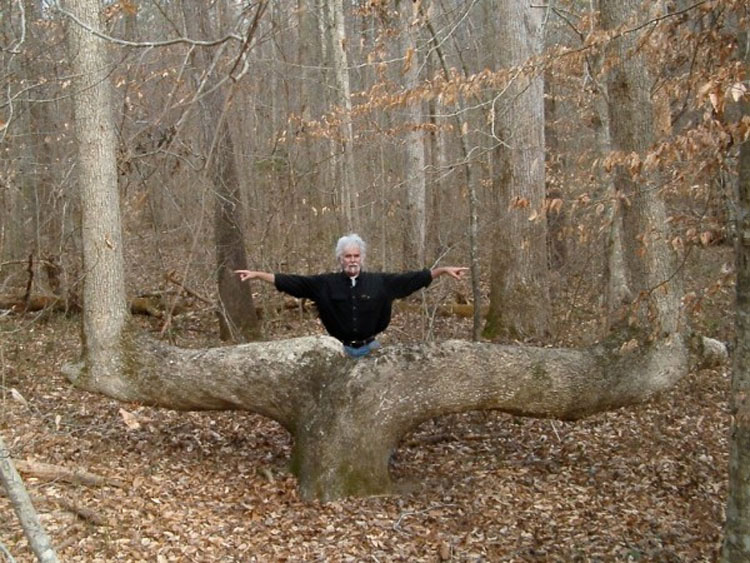 Puede que hayas visto estos árboles en el bosque, pero no creerás quién los puso allí