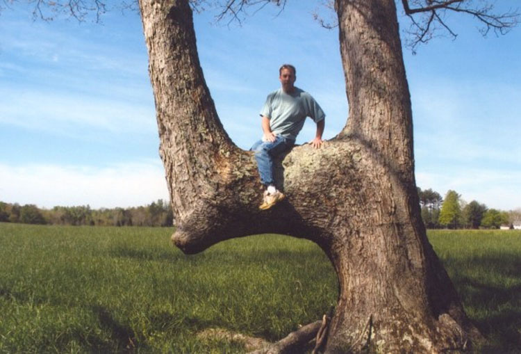 Puede que hayas visto estos árboles en el bosque, pero no creerás quién los puso allí