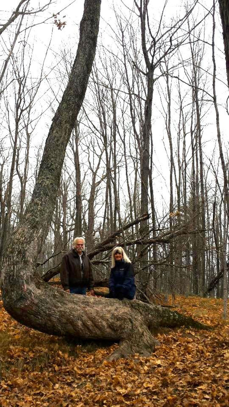 Puede que hayas visto estos árboles en el bosque, pero no creerás quién los puso allí