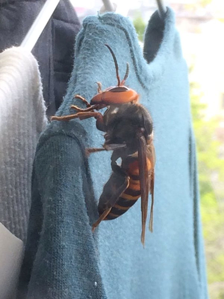 Lo que este hombre descubre fuera de su casa parece imposible... pero por desgracia, es real