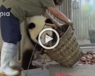 Vienen a limpiar la casa de estos bebés de osos panda y esto es lo que pasó... ¡ADORABLES!