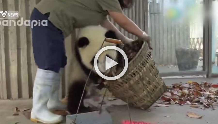 Vienen a limpiar la casa de estos bebés de osos panda y esto es lo que pasó... ¡ADORABLES!