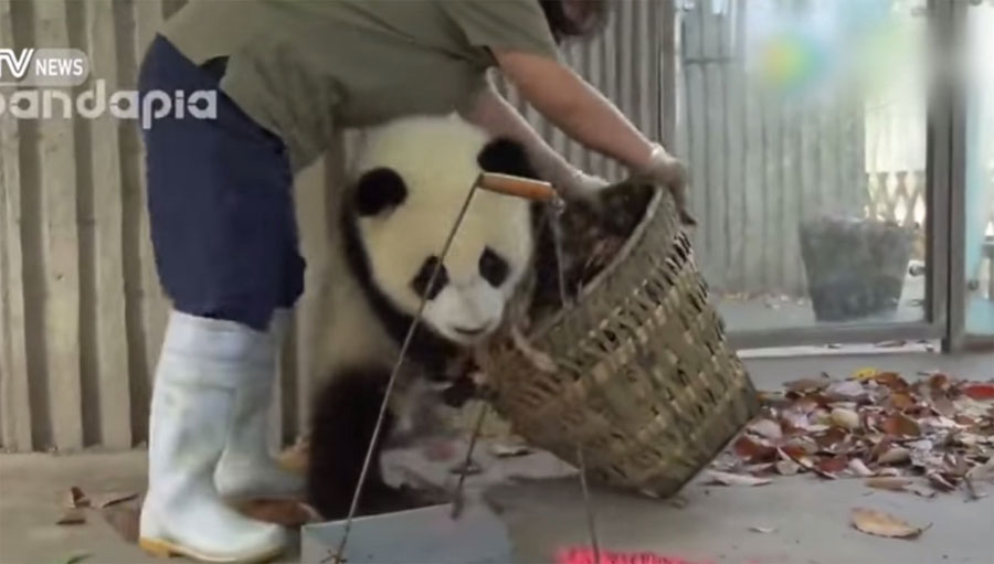 Vienen a limpiar la casa de estos bebés de osos panda y esto es lo que pasó... ¡ADORABLES! 1