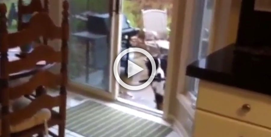 Un perro grande se asoma cautelosamente en la casa, pero mira lo que lleva en su boca...