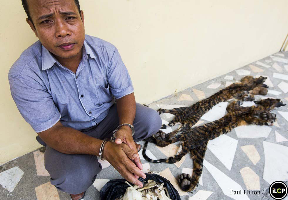 Los últimos tigres de Sumatra están acabando así. ¿Hasta cuándo?