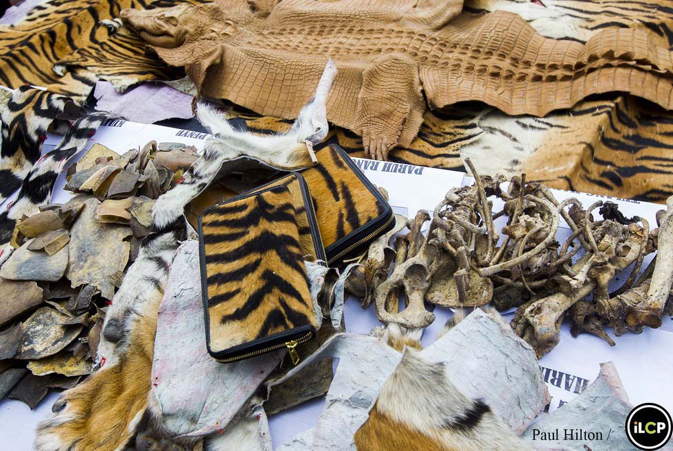 Los últimos tigres de Sumatra están acabando así. ¿Hasta cuándo?