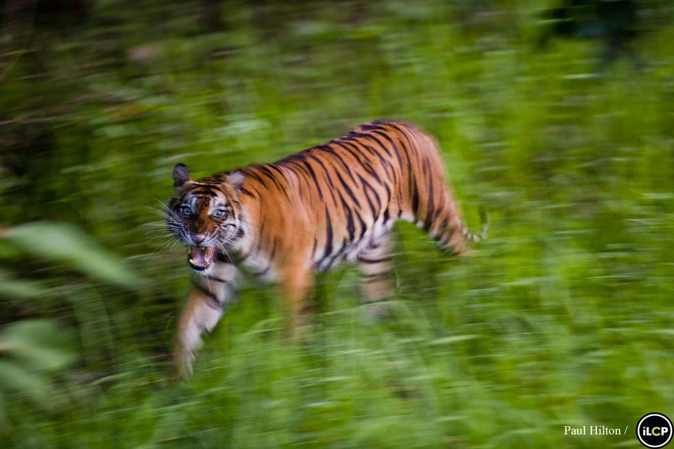 Los últimos tigres de Sumatra están acabando así. ¿Hasta cuándo?