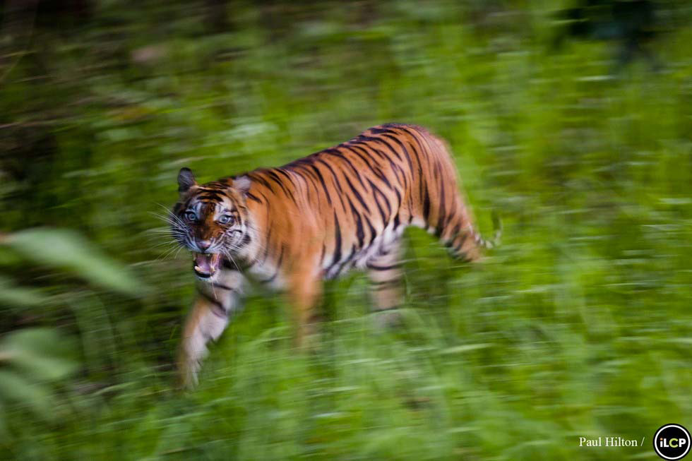 Los últimos tigres de Sumatra están acabando así. ¿Hasta cuándo?