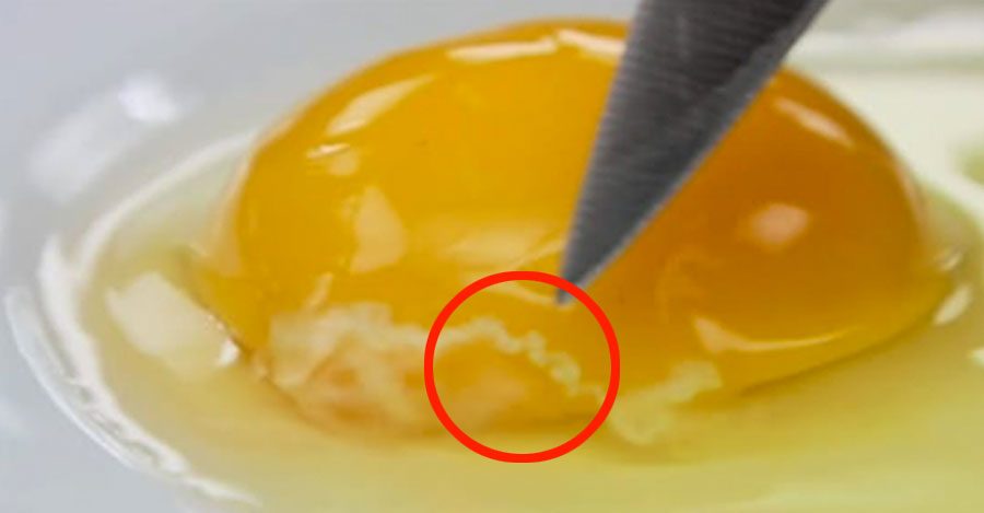 Esta cosa viscosa en las yemas de los huevos es más importante de lo que piensas