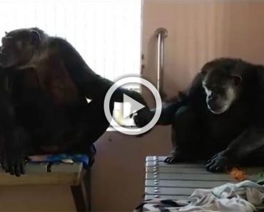 Este chimpancé que pasó 18 años en soledad no suelta la mano de su nuevo amigo. Emotivo vídeo