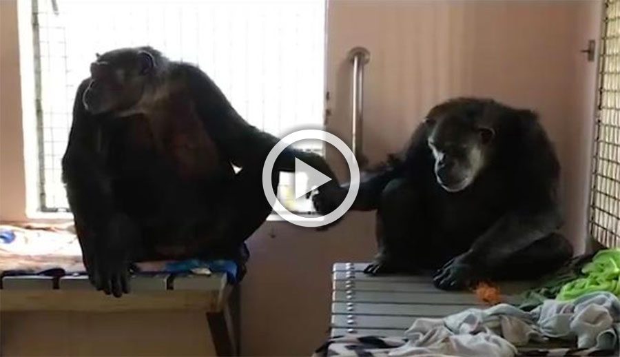 Este chimpancé que pasó 18 años en soledad no suelta la mano de su nuevo amigo. Emotivo vídeo