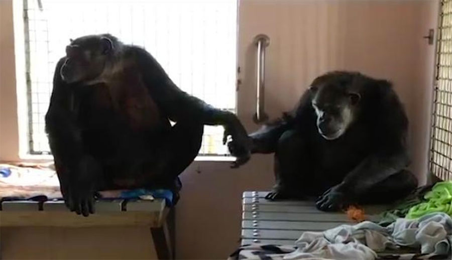 Este chimpancé que pasó 18 años en soledad no suelta la mano de su nuevo amigo. Emotivo vídeo