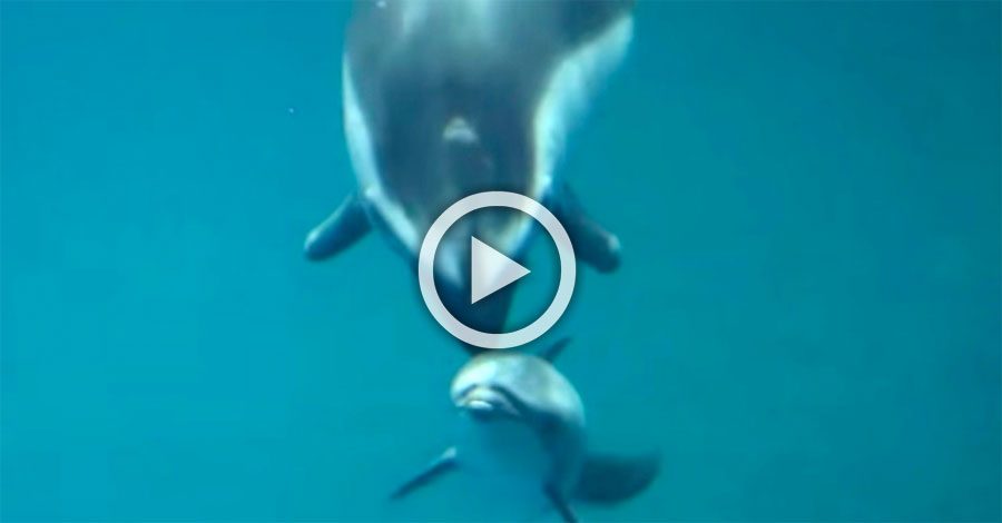 Delfín da a luz a su cría. Pero segundos después, los trabajadores del acuario se quedan SORPRENDIDOS