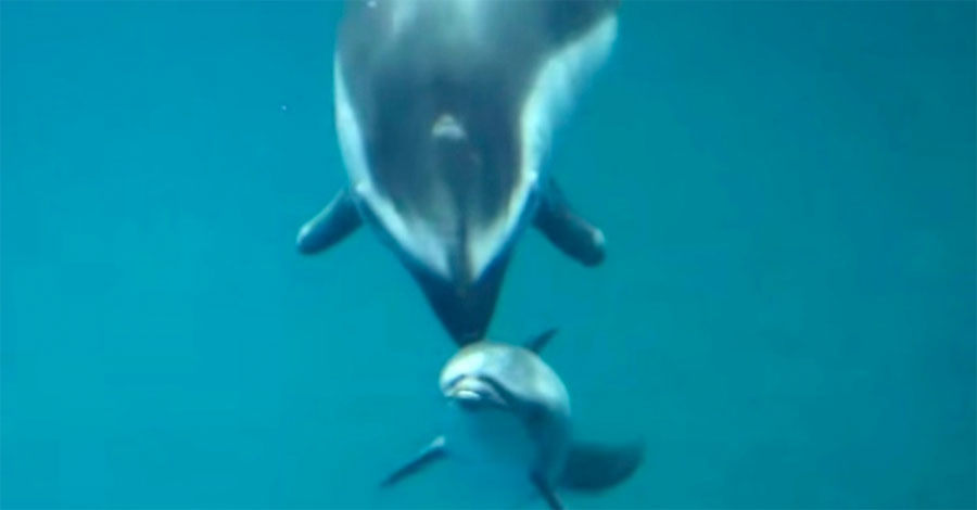 Delfín da a luz a su cría. Pero segundos después, los trabajadores del acuario se quedan SORPRENDIDOS