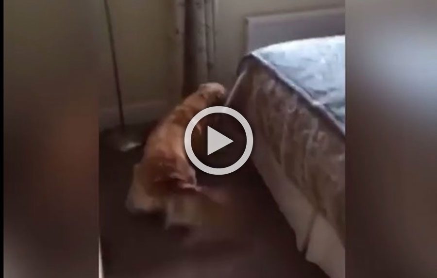 El perro olía algo raro, hasta que mira detrás de la cama...