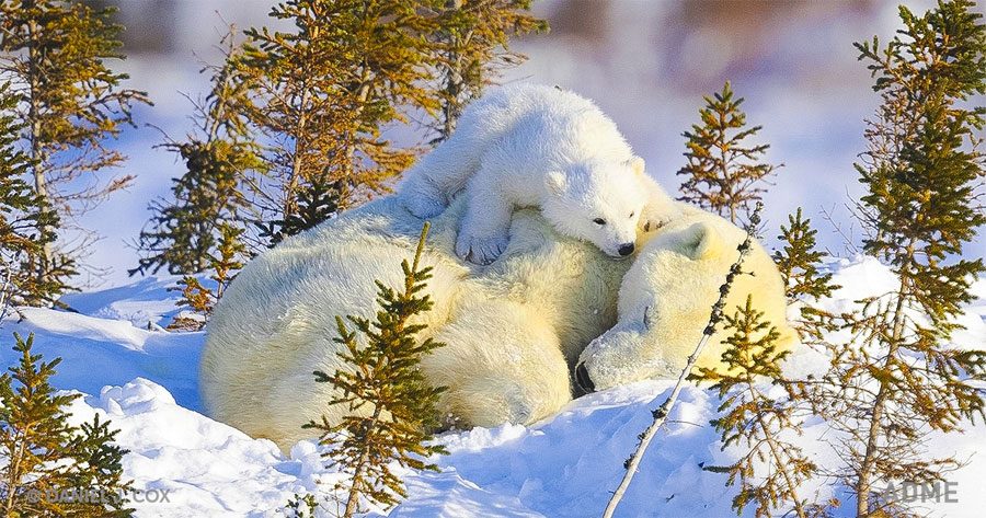 20 fotos increíbles que conquistarán tu corazón con su belleza. Mucha atención a la #8