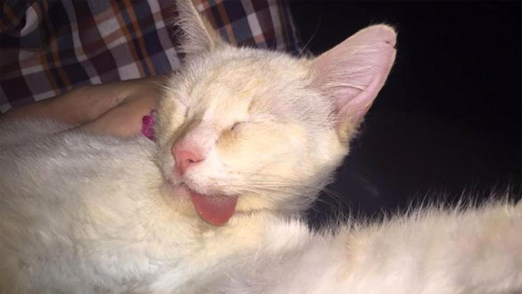 Este gatito rescatado tiene la mandíbula dañada, pero eso no impide que pueda tener una hermosa sonrisa