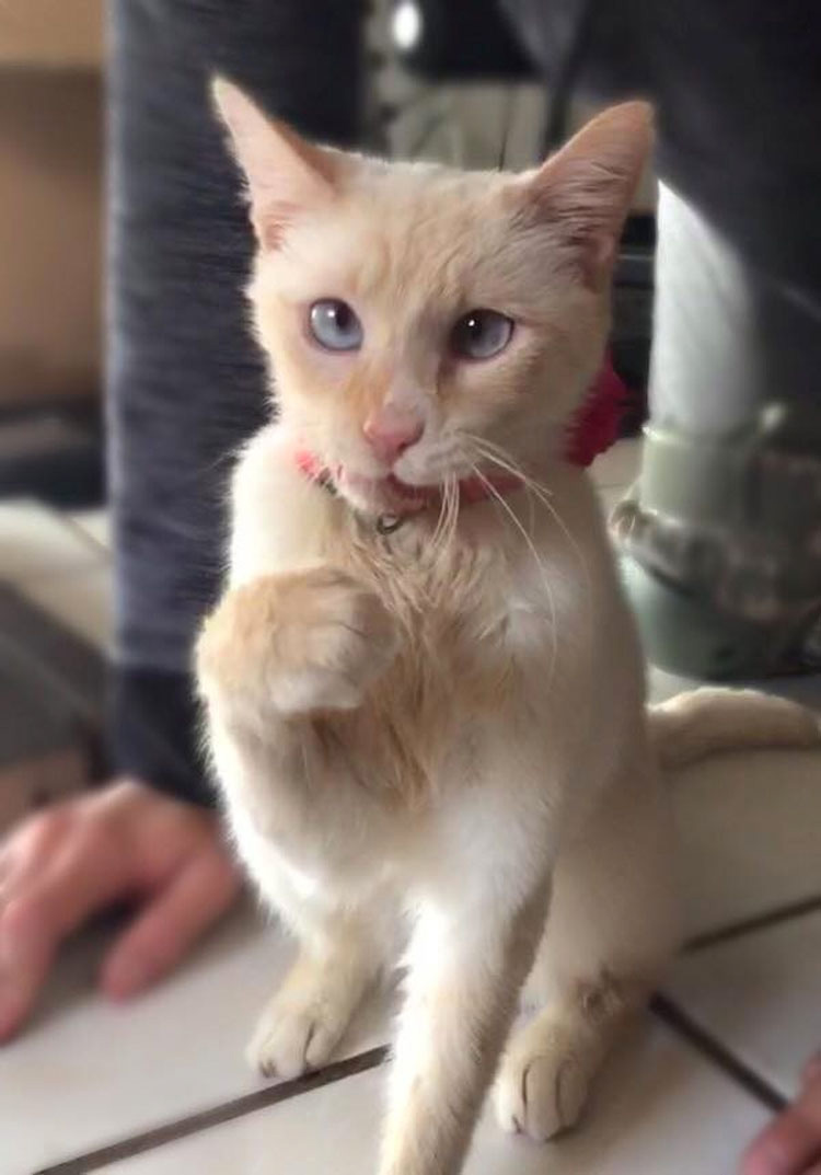 Este gatito rescatado tiene la mandíbula dañada, pero eso no impide que pueda tener una hermosa sonrisa