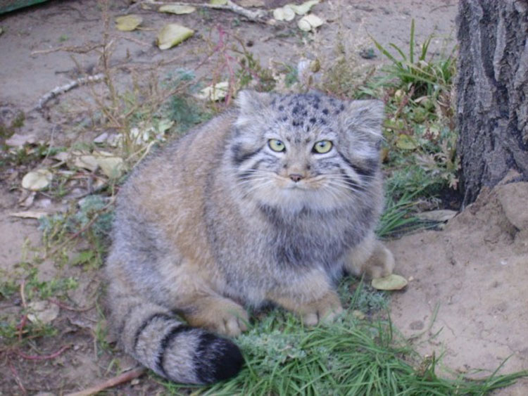 Un granjero ruso encuentra este extraño gatito en su establo... Y resultó ser mucho más