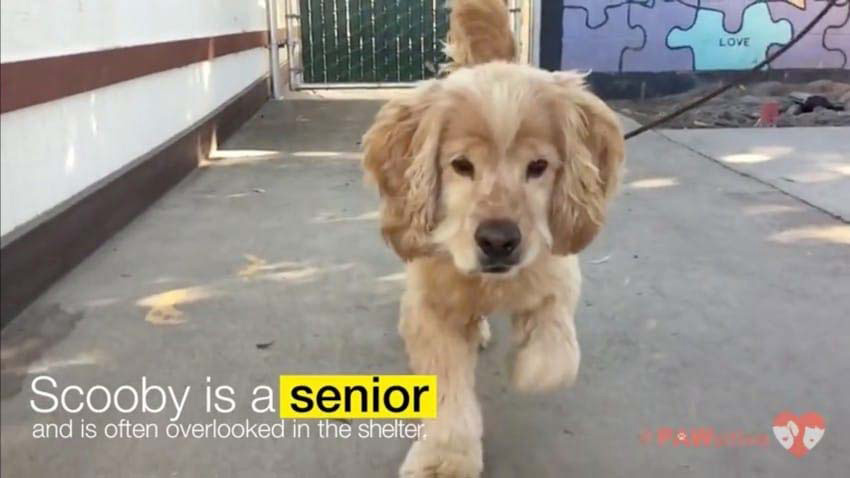 Meten a este Golden Retriever mayor en una tina de agua por una conmovedora razón...